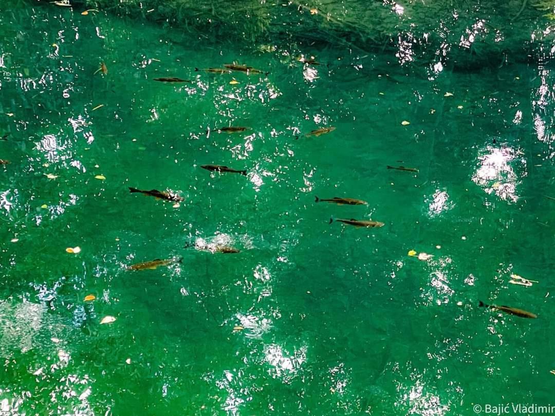 Poljoprivredno Turisticko Domacinstvo Deguric Leilighet Valjevo Eksteriør bilde